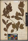Foto von Salix silesiaca Willd.